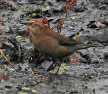 Rusty Blackbird female